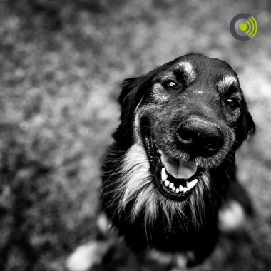 Wie entsteht Stress und ab wann ist er gefährlich für unseren Hund? Wie entsteht Stress und ab wann ist er gefährlich für unseren Hund?
